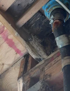Dry rot in floor framing and joists near a plumbing drain line