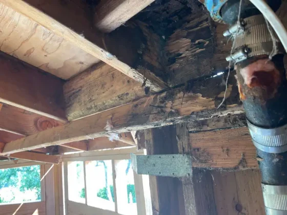 Dry rot damage near plumbing line and wood framing