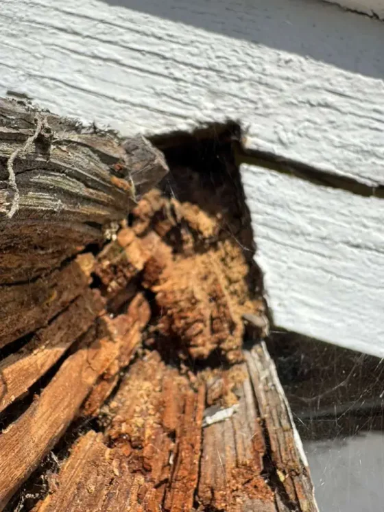 Severely rotted wood beam end under a painted exterior board