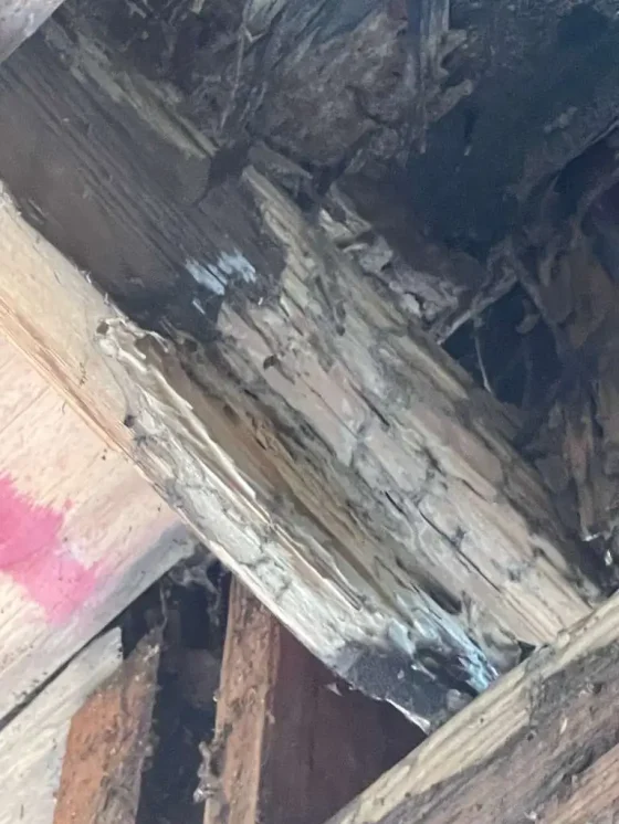 Floor joist damaged by dry rot