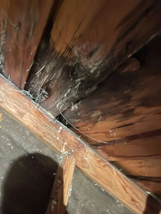 Under deck framing affected by dry rot damage