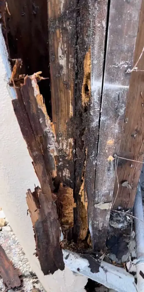 wall-studs-dry-rot-repair